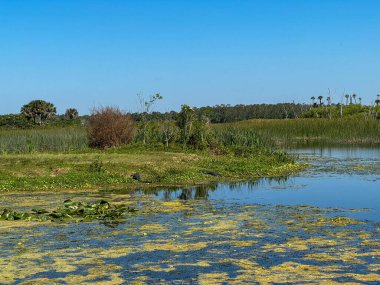 Güneşli bir günde Orlando, Florida 'daki Orlando Wetlands parkındaki manzara..