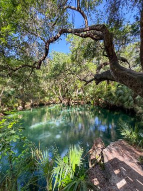 Green Springs Parkı 'ndaki ağaçlarla çevrili kaynak..