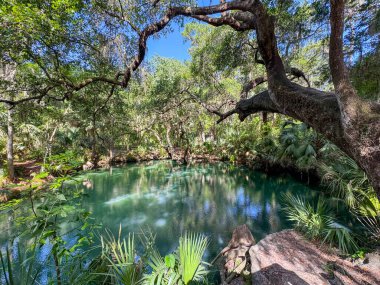 Green Springs Parkı 'ndaki ağaçlarla çevrili kaynak..