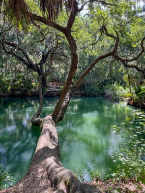 Green Springs Parkı 'ndaki ağaçlarla çevrili kaynak..