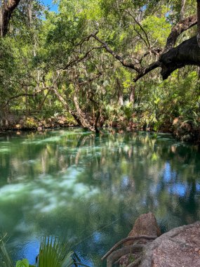 Green Springs Parkı 'ndaki ağaçlarla çevrili kaynak..