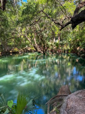 Green Springs Parkı 'ndaki ağaçlarla çevrili kaynak..