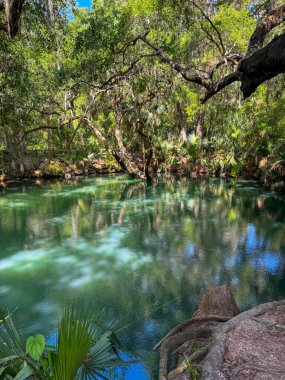 Green Springs Parkı 'ndaki ağaçlarla çevrili kaynak..