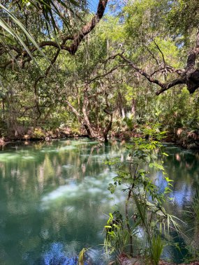 Green Springs Parkı 'ndaki ağaçlarla çevrili kaynak..