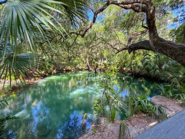 Green Springs Parkı 'ndaki ağaçlarla çevrili kaynak..
