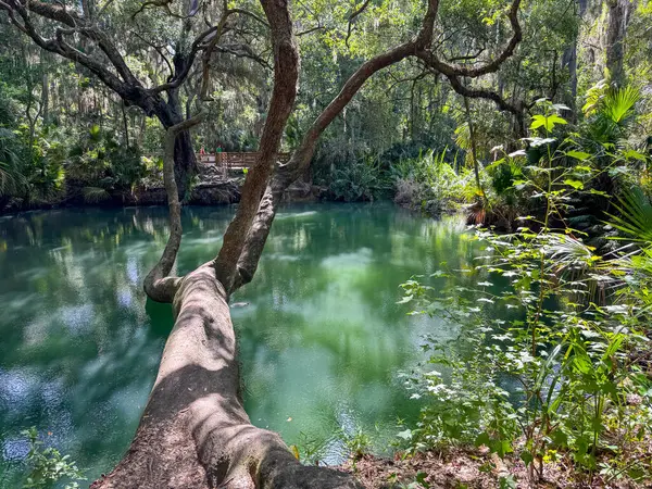 Green Springs Parkı 'ndaki ağaçlarla çevrili kaynak..