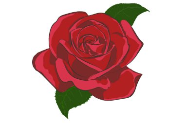 Dekorasyon için tek kırmızı gül. Yeşil yapraklar.