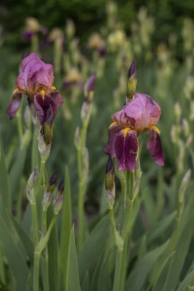 Iris Hat Ein Außergewöhnliches Aussehen Schöne Blütenstände Und Eine Extreme — Stockfoto