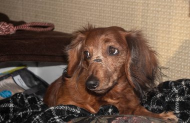 Yaşlı, kör bir dachshund sana bakıyor, dachshund kanepede yatıyor, evcil köpek