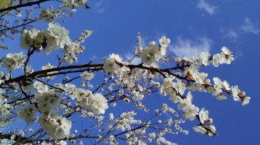 Bahar çiçekli kiraz ağacı dalı. Bahar manzarası