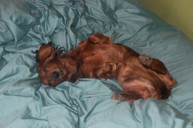 Evde bir dachshund. Bir köpek öğleden sonra kanepede dinleniyor. Dachshund köpeği.