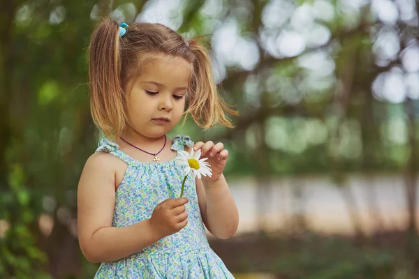 Γοητευτικό Παιδί Sundress Σκίζει Πέταλα Λουλουδιών Ενώ Παίζει Αγαπά Αντιπαθεί — Φωτογραφία Αρχείου