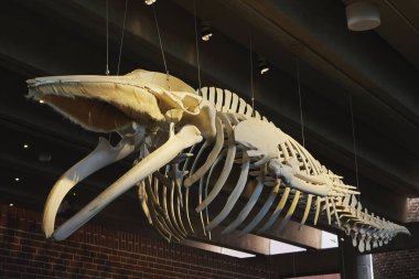 Danimarka 'da bir akvaryumda balina iskeleti.