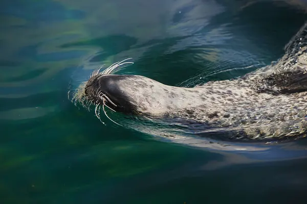 Fur Seal Swims Upside Denmark — Stock Photo, Image