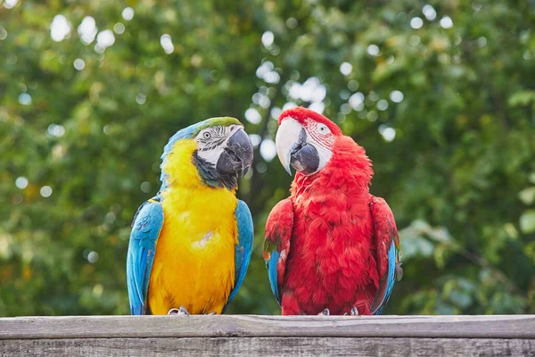 Couple of cute big parrots. Close-up.