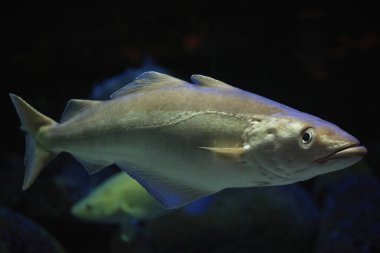 Danimarka 'nın karanlık sularında balıklar kapanıyor. Su altı fotoğrafı..
