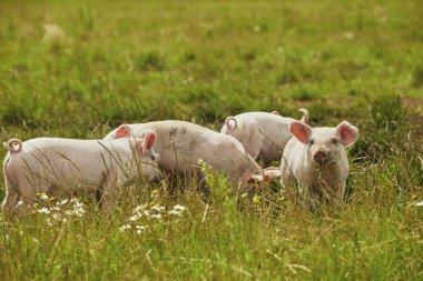 Danimarka 'daki tarlada bir domuz çiftliği. Otlaktaki sevimli domuzlar..