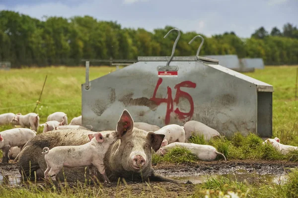 stock image Eco pig farm in the field in Denmark. 