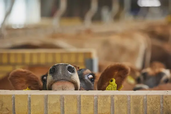 stock image Cute curious Jersey cows on a modern farm in Denmark. Close-up.