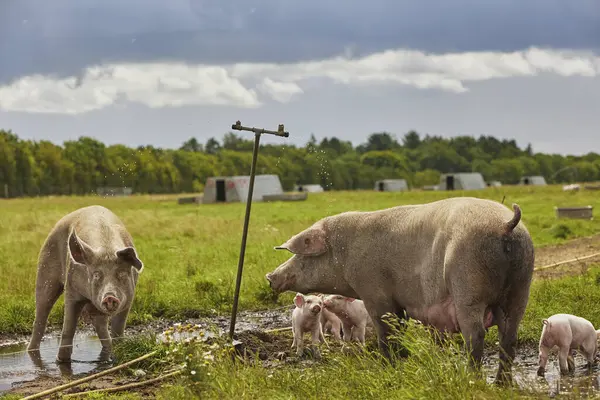 stock image Eco pig farm in the field in Denmark. 