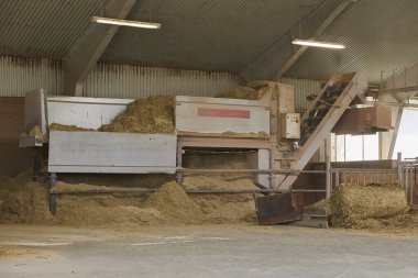 Danimarka 'daki bir çiftlikte ineklere saman taşıyan otomatik bir makine..