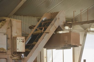 Danimarka 'daki bir çiftlikte ineklere saman taşıyan otomatik bir makine..