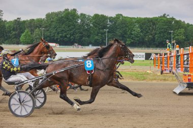 Odense, Danimarka, 31 Mayıs 2024: Hipodromda at arabalarıyla yarış