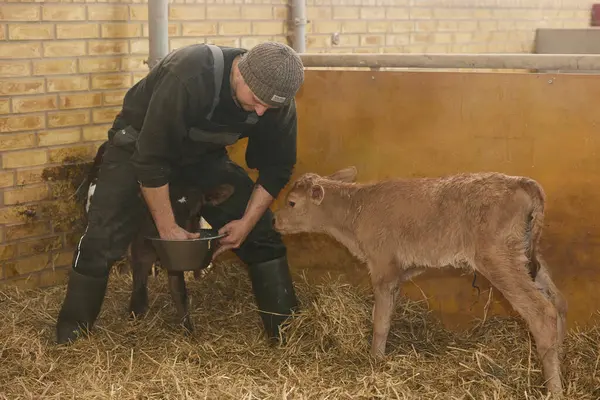 stock image Denmark, Ringkobing, May 3, 2024: farmer feeding milk to newborn calf.