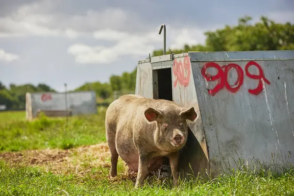 stock image pregnant sow near house on an eco farm in Denmark.