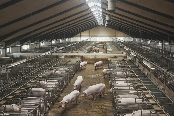 stock image Pregnant sows on a modern farm in Denmark.