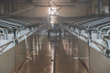 Bir robot Danimarka 'da modern bir domuz çiftliğini yıkıyor..