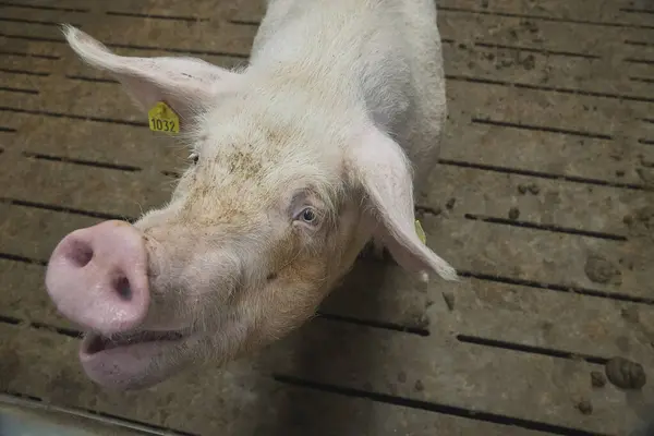 stock image Old sow close up on a farm in Denmark.