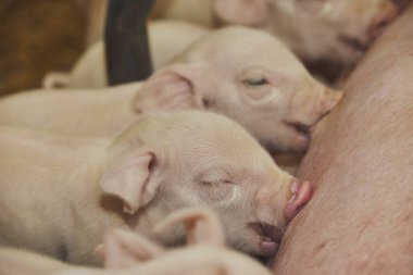 Danimarka 'da bir çiftlik. Yeni doğmuş domuzlar süt emiyor.. 