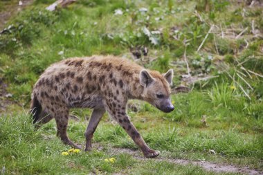 Danimarka 'daki tropik bir hayvanat bahçesinde bir sırtlanın yakın çekimi..