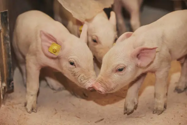 stock image Small newborn piglets on a farm in Denmark.