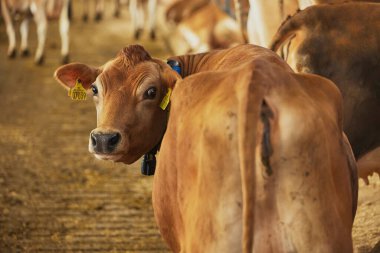 Danimarka 'da bir çiftlikte şirin Jersey inekleri.