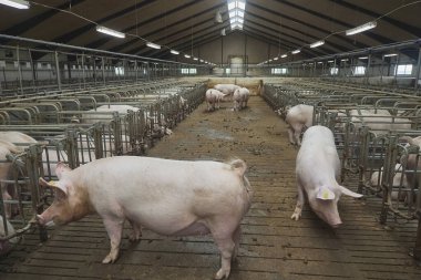 Pregnant sows on a modern farm in Denmark. clipart