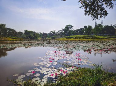 Sreemangal Çay Bahçesi, Bangladeş 'teki çay tarlasında Lotus Gölü çiçeği. Bangla 'nın güzelliği. Yakın plan fotoğraf. İçecek ve rahatlama kavramı
