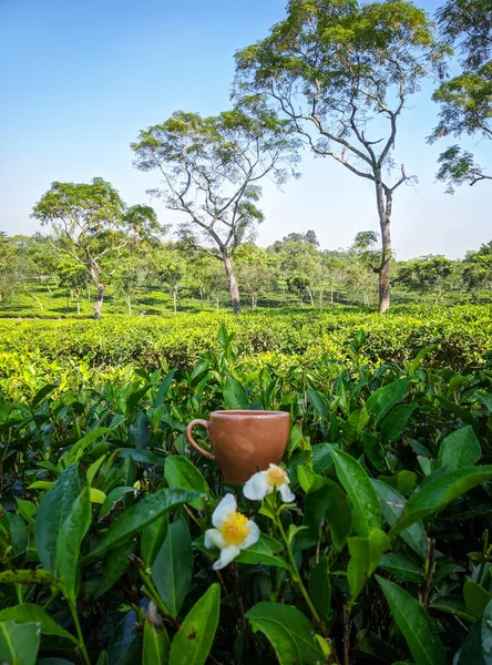A cup of tea & Flower on the tea plantation background at Sreemangal tea garden, Bangladesh. Space for text. Close-up photo. Concept of beverage and relaxation.