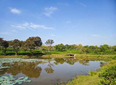 Bangladeş 'teki Sreemangal çay bahçesindeki Lakeside çay tarlaları. Güzel çay tarlaları manzara güzelliği.