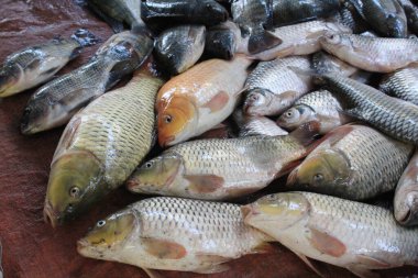 Çok taze balık sazan balığı. Markette sazan balığı avı