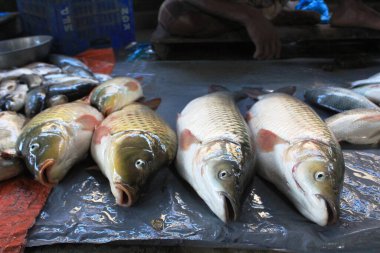 Biraz taze balık sazan balığı. Sazan balığı avı