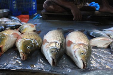 Biraz taze balık sazan balığı. Sazan balığı avı