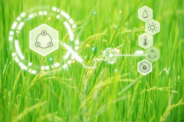 Smart farm digital icon and futuristic AI data infographic of Landscape nature of rice field on rice paddy green color lush growing is a agriculture in asia