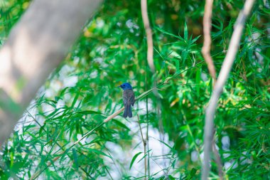 Kuş (Black-naped Monarch, Black-naped Blue Flycatcher veya Hypothymis Azurea) vahşi bir doğada bir ağaca tünemiş dişi siyah ve mavi renk.