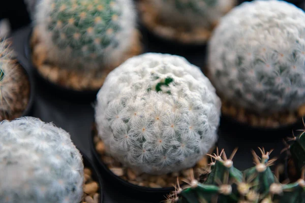 Kakteen Gymno Gymnocalycium Und Kaktusblüten Kaktusgarten Vielen Größen Und Farben — Stockfoto