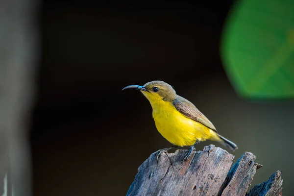 Vogel Olive Backed Sunbird Yellow Bellied Sunbird Weibliche Gelbe Farbe — Stockfoto
