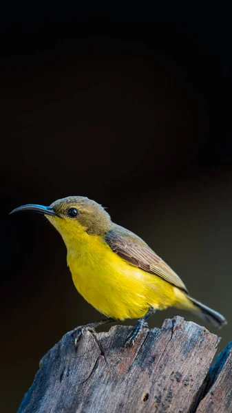 Ptak Olive Backed Sunbird Yellow Bellied Sunbird Żeński Żółty Kolor — Zdjęcie stockowe