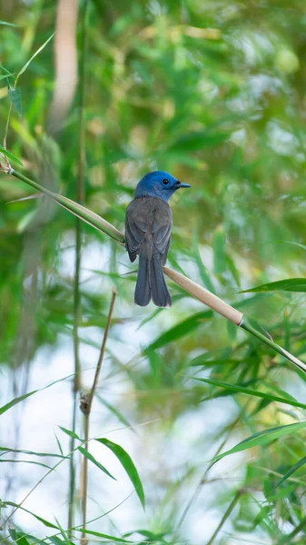 Bird (Black-naped Monarch , Black-naped Blue Flycatcher or Hypothymis Azurea) female black and blue color perched on a tree in a nature wild