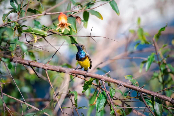 Pássaro Olive Backed Sunbird Yellow Bellied Sunbird Cor Amarela Masculina — Fotografia de Stock